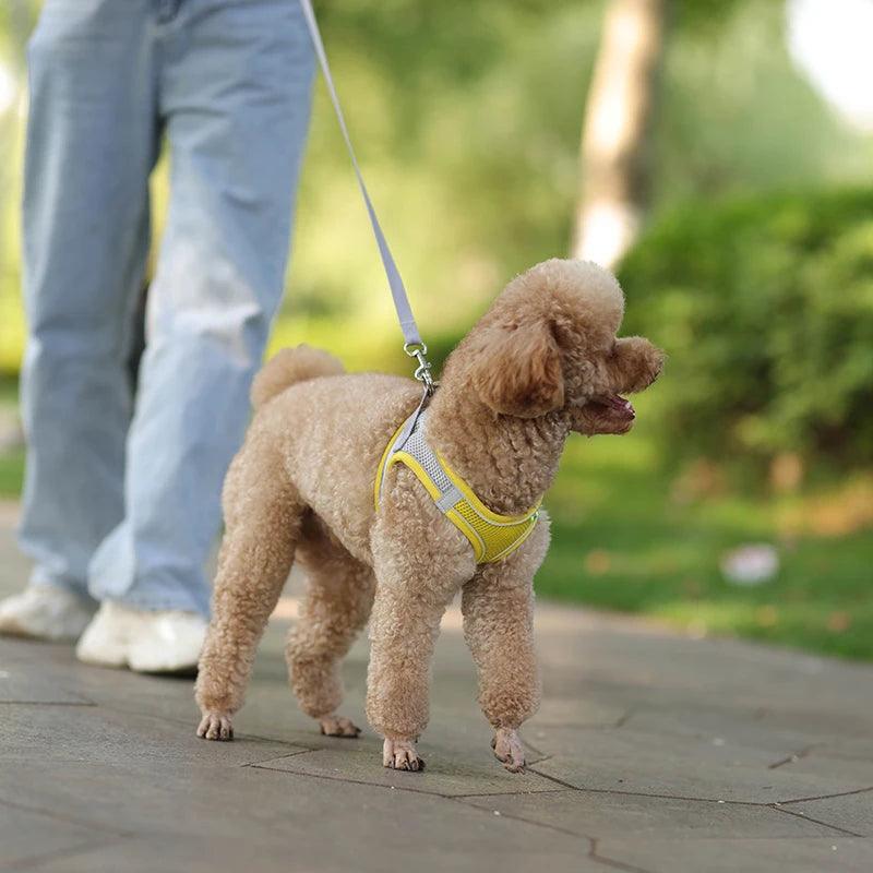Leash Set to pet
