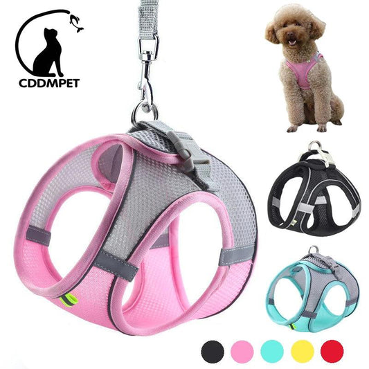Leash Set to pet