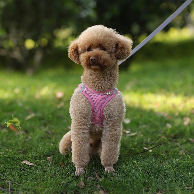 Leash Set to pet